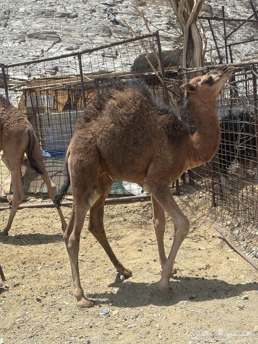 للبيع قعدان264397575716226110