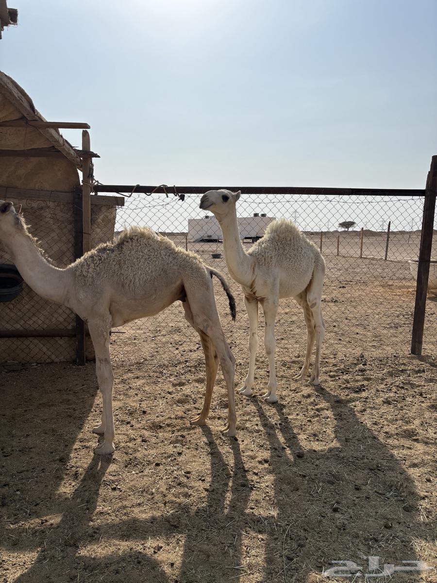 Qa'dan Qasab64400925172353113