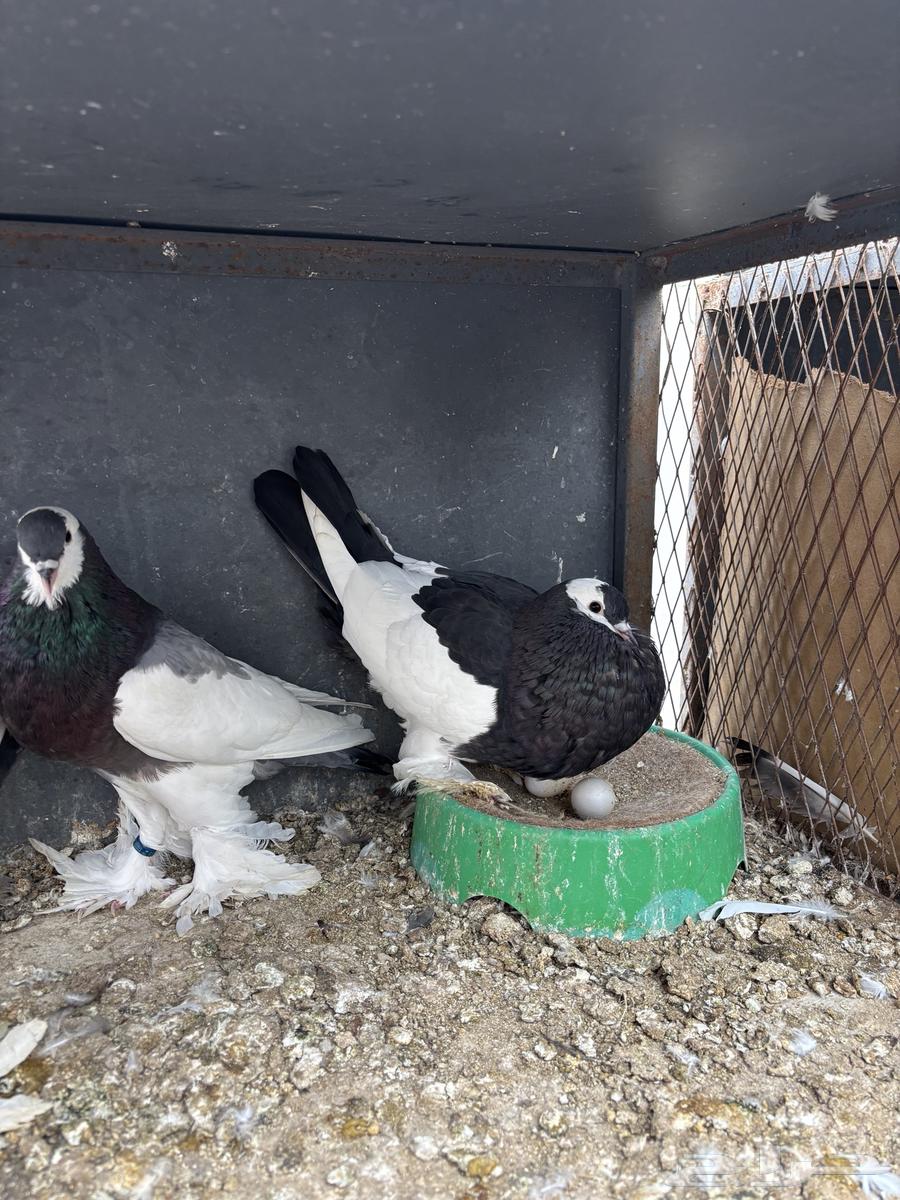 نفاخ مسوبع64397783267203111