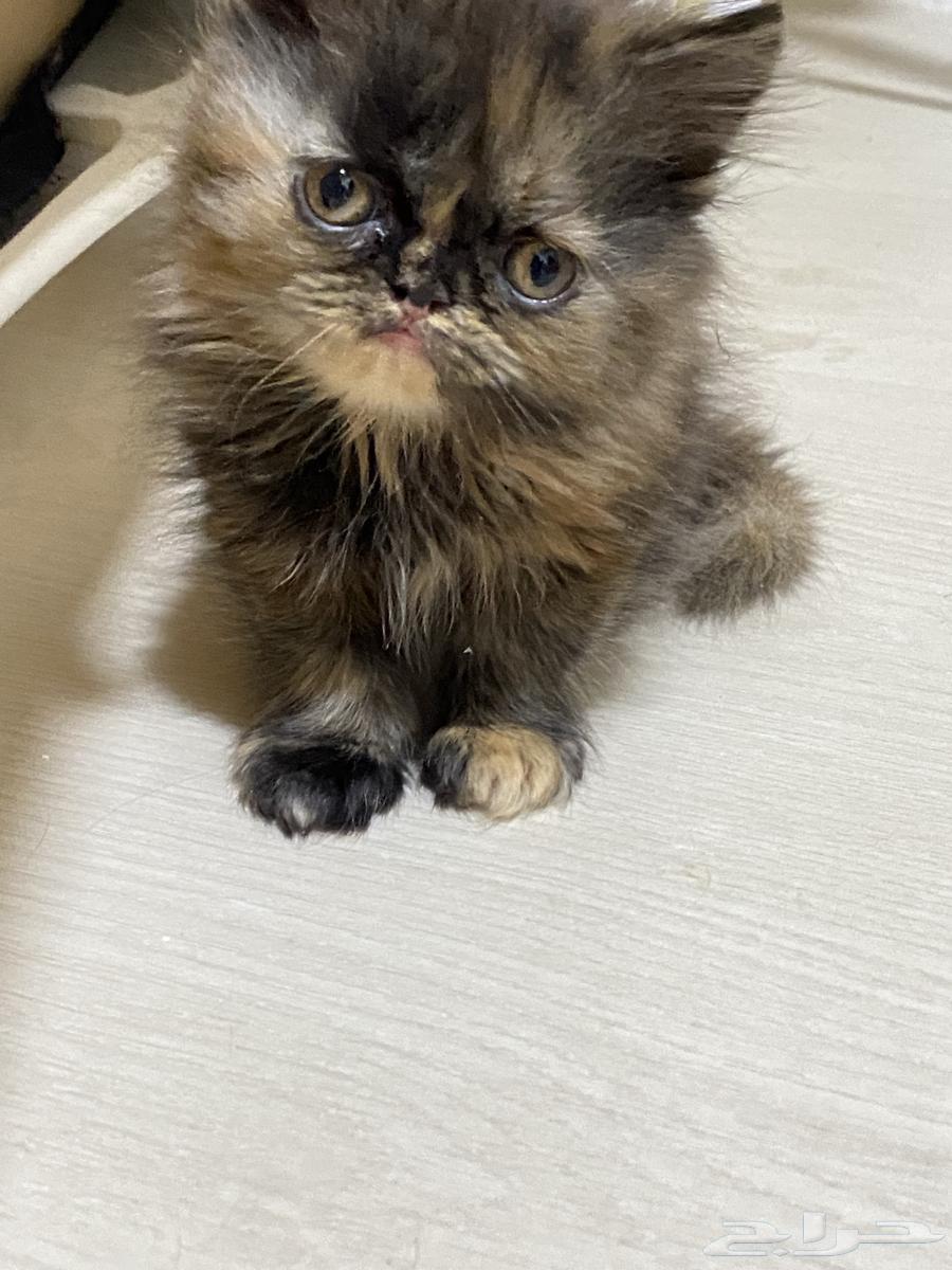 انثى هملايا64401021923074111