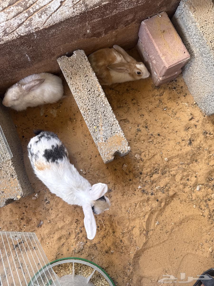 10 أرانب مع اثنين سمان هدية الصحة ممتازة جدا السعر 320 ريا64398256681859112