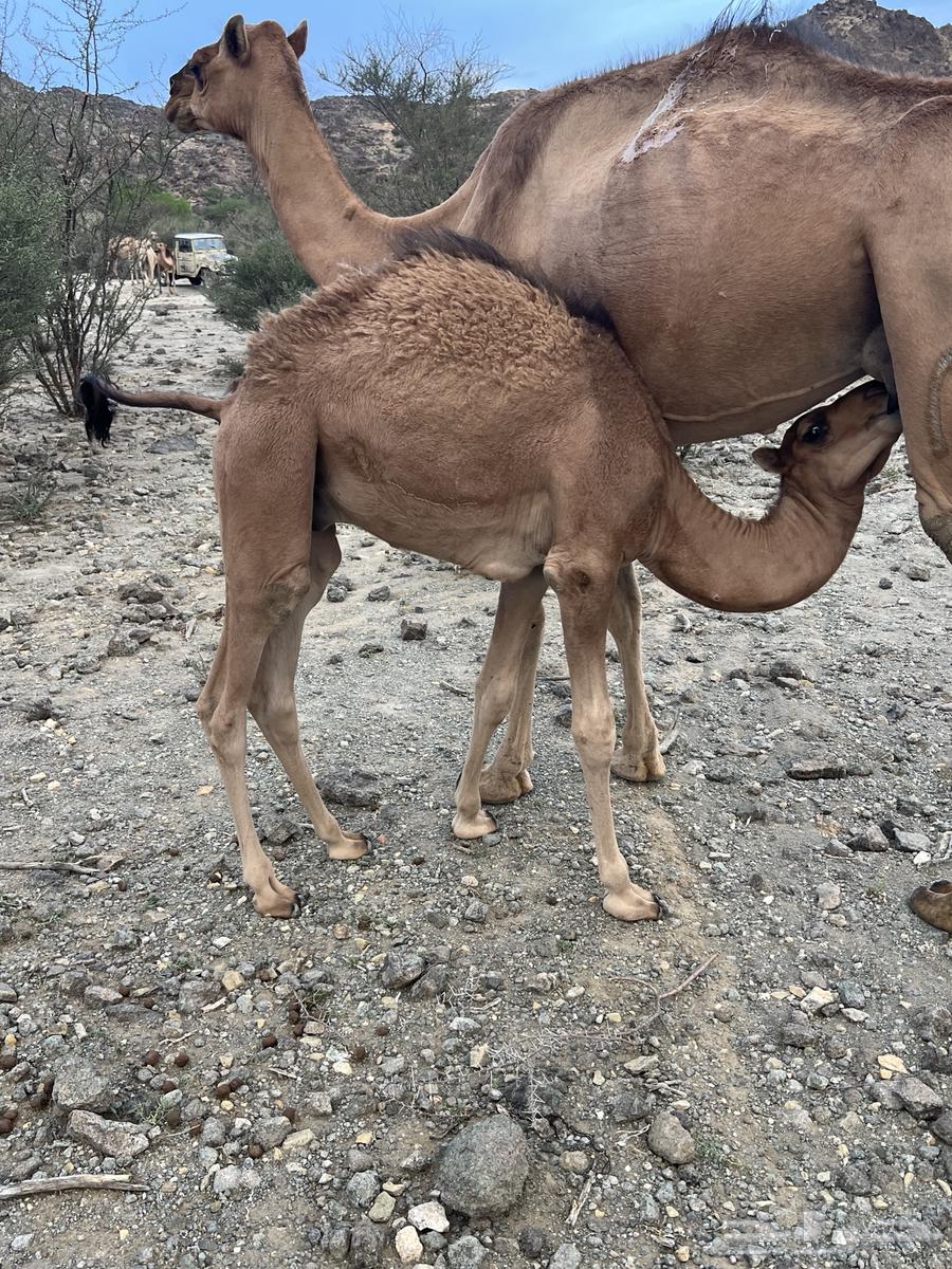 قعدان بريه عا الحليب64397519935875112
