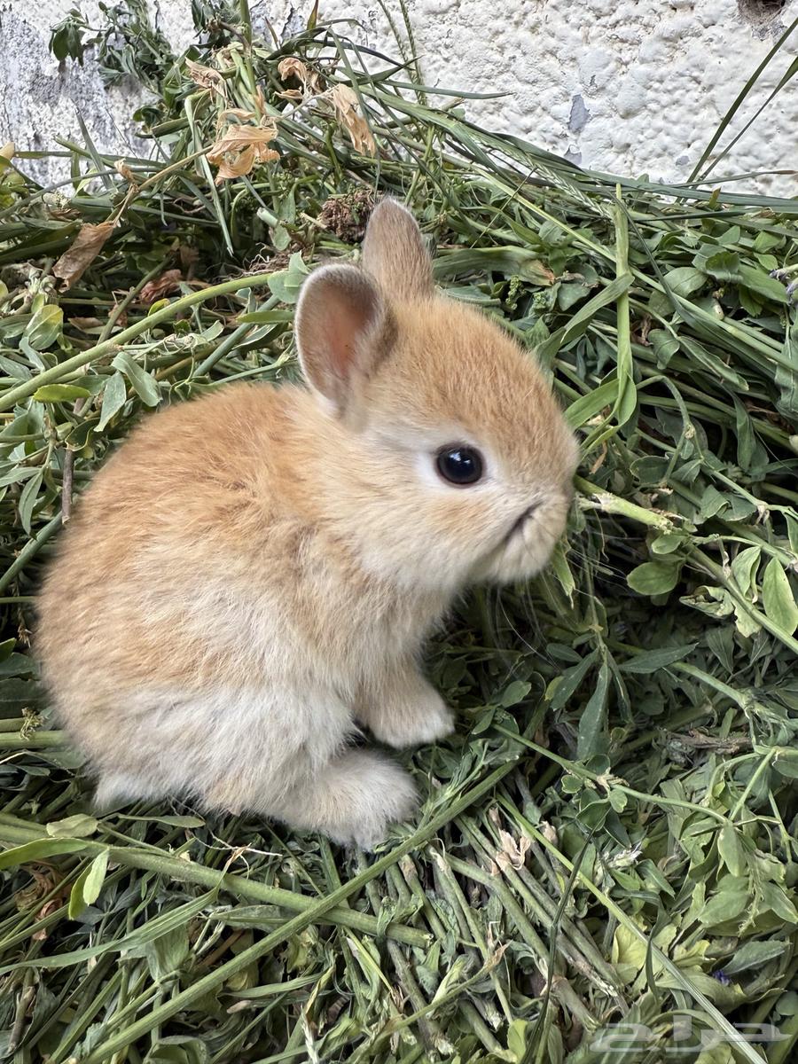 Netherland Dwarf Rabbits64392608189187112