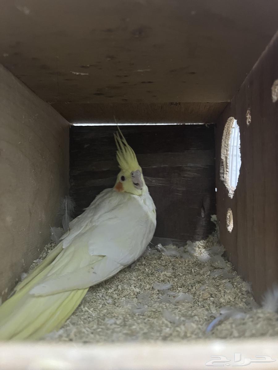 زوج كوكتيل لاتينو منتج. شرط64393514069889110