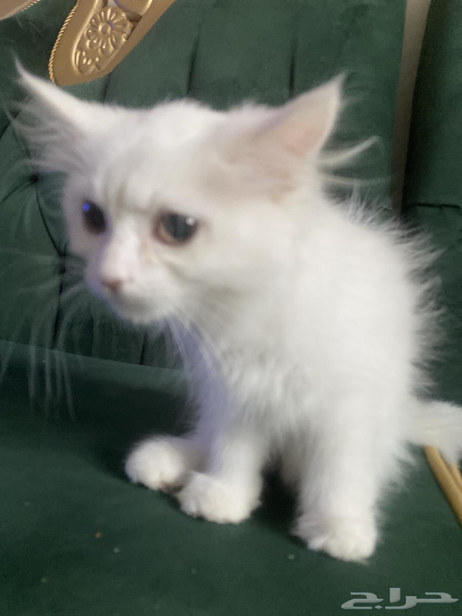 ((قطه للبيع سبب البيع مااحب القطط ))64399300088963111