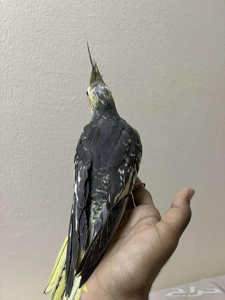 للبيع ذكر كروان اليف و مغرد ب اقل سعر64392950738689110