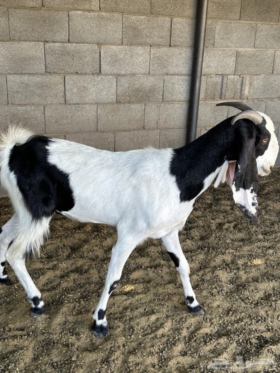 جفره ثنيه64401091640578111