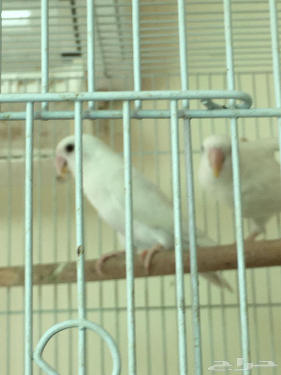 جوز البينو منتج64393790471553112