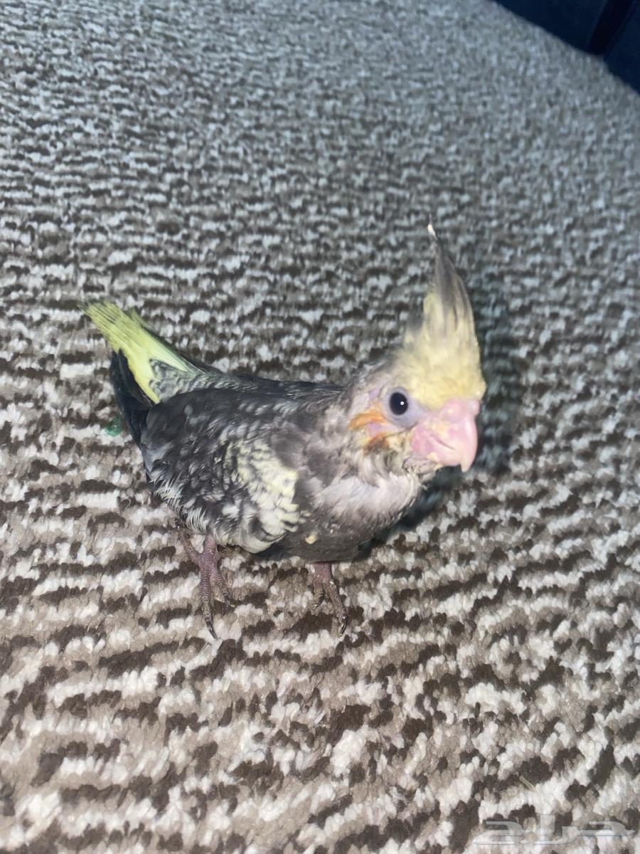 فرخ كروان مجنون غر64401077564419111