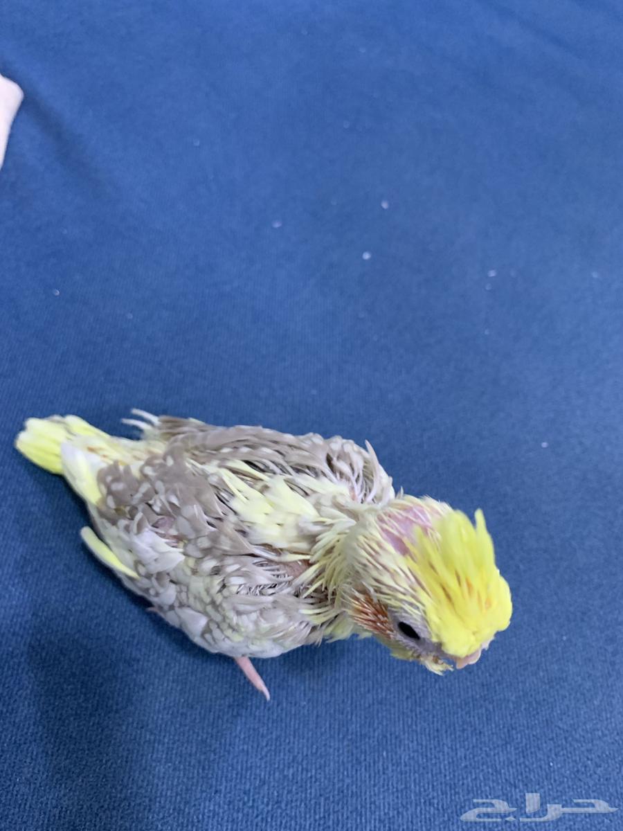 فرخ كروان للبيع64399787109763111