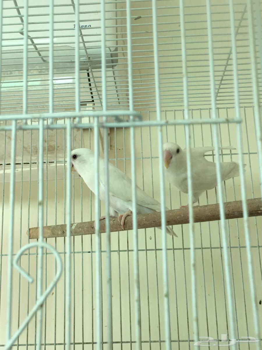 جوز البينو منتج64393790471553110