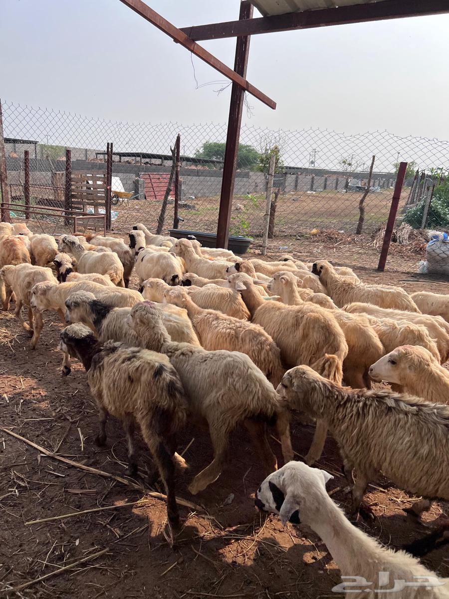 رخال رفيدي من 43064396602884738114