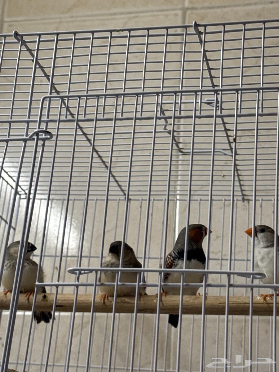 Zebra pair with chicks and eggs underneath64396006557571112