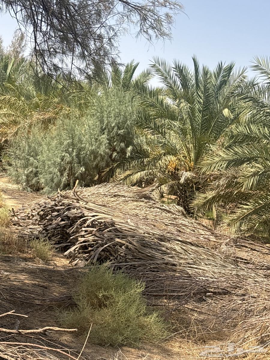 للبيع عسيب64398103402754110