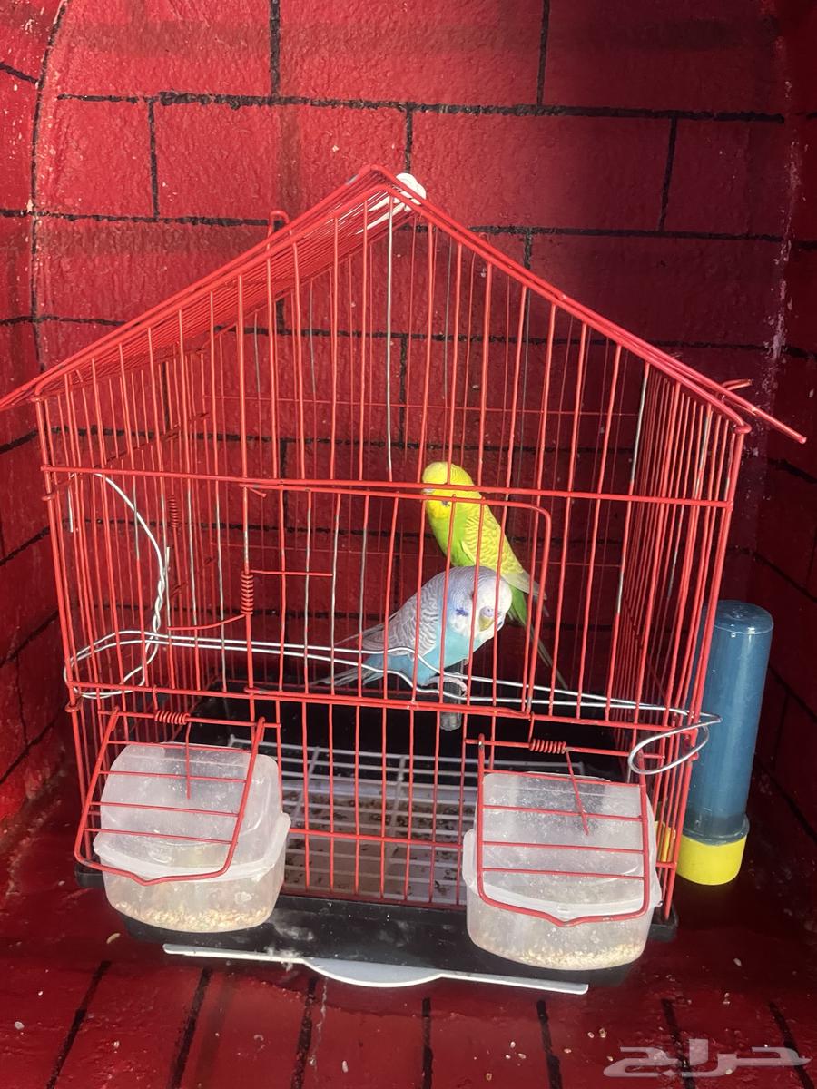 طيور بادجي للبيع64396547565314112