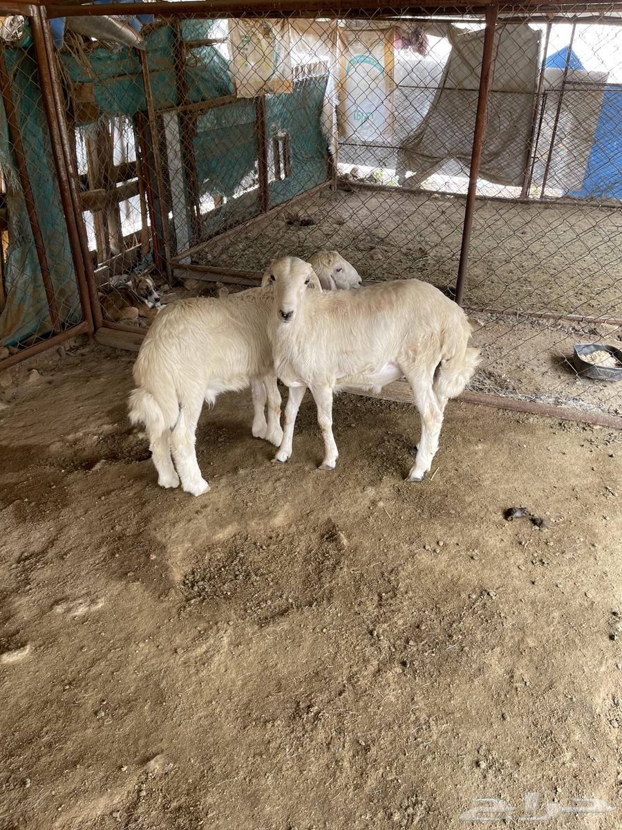 خرفان للبيع64396323706754112