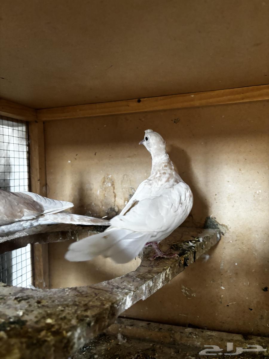 Gamari64400549529345113