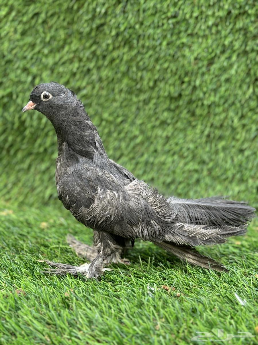 للبيع حمام صنعاني سلكي64396393785729112