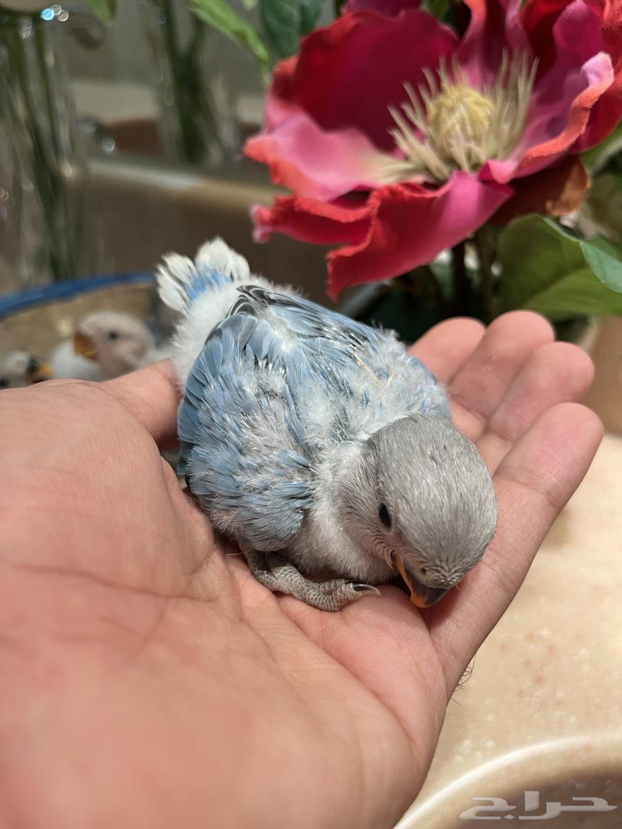 للبيع فروخ روز لمحبين الهدد والولافه64396143149825111