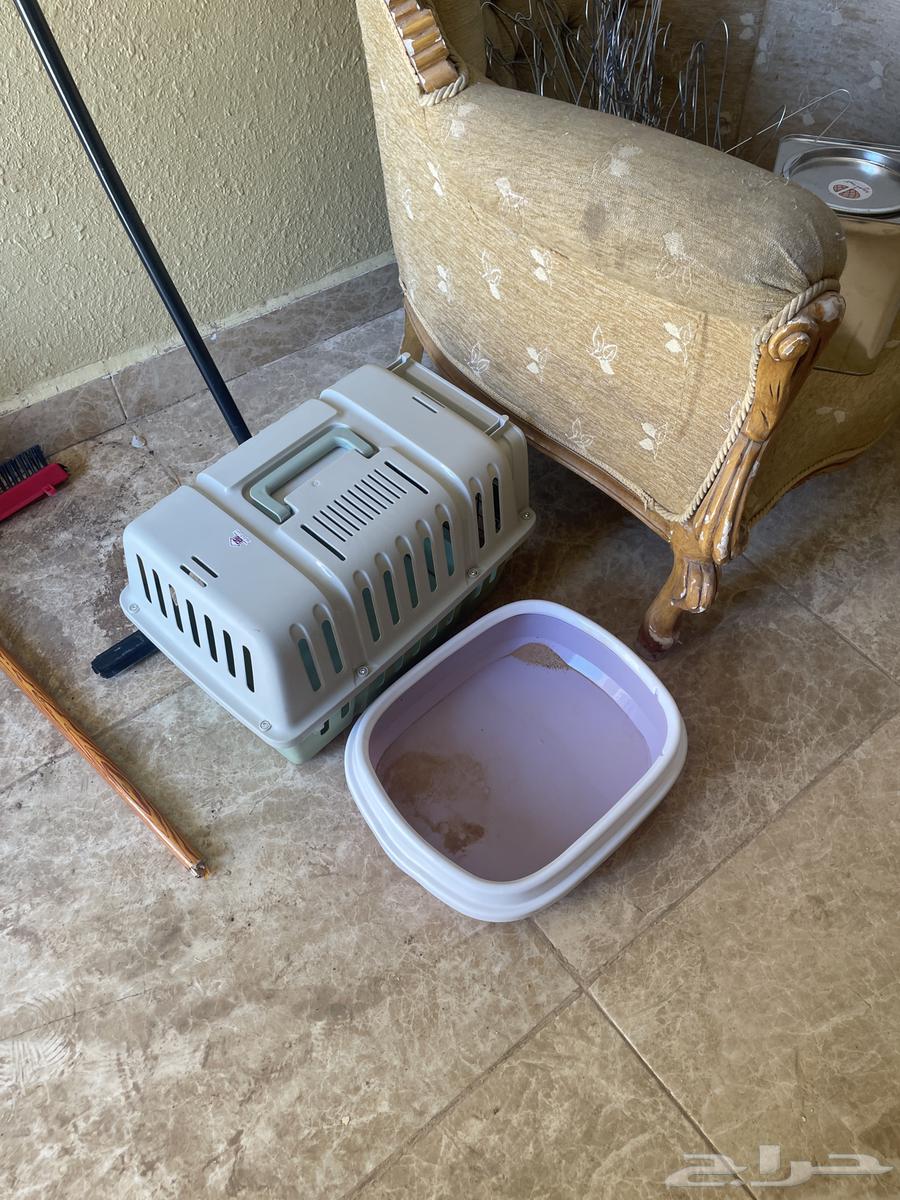 Cat litter box for sale, I'll get it for you, clean and guaranteed64398589478145110