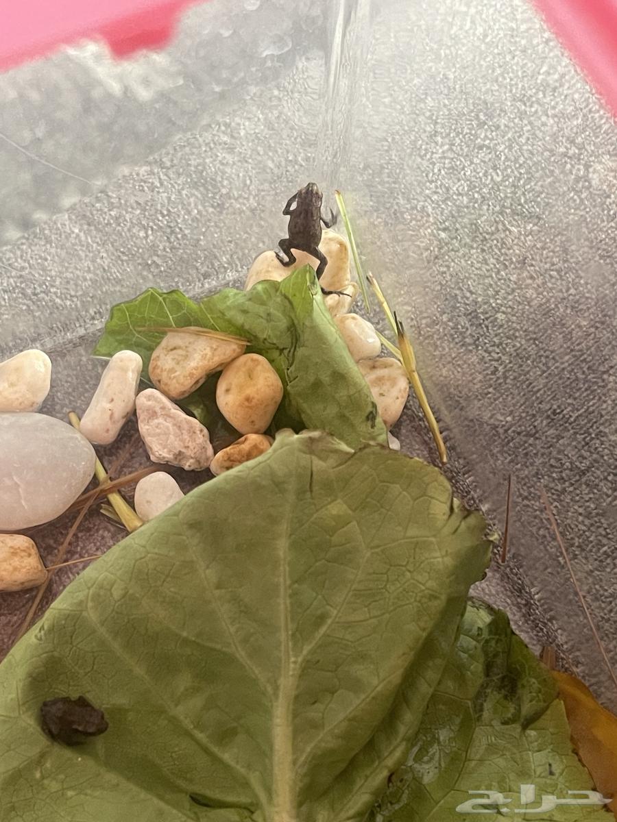 Dwarf frog64395853482113110