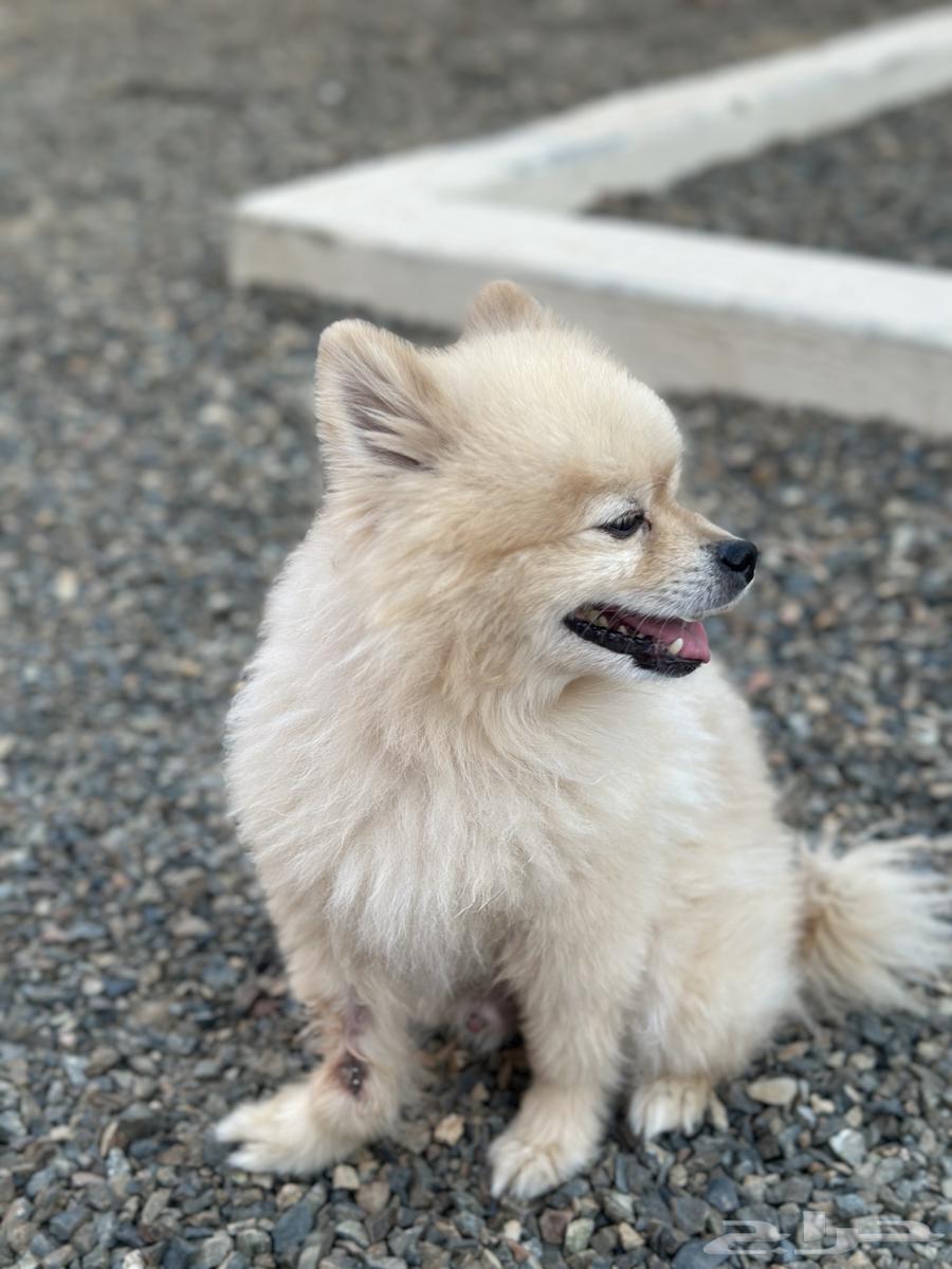 كلب بوميرينيان64401271628929110