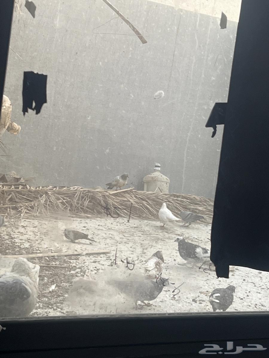 Sentence problem pigeon63655713896833110
