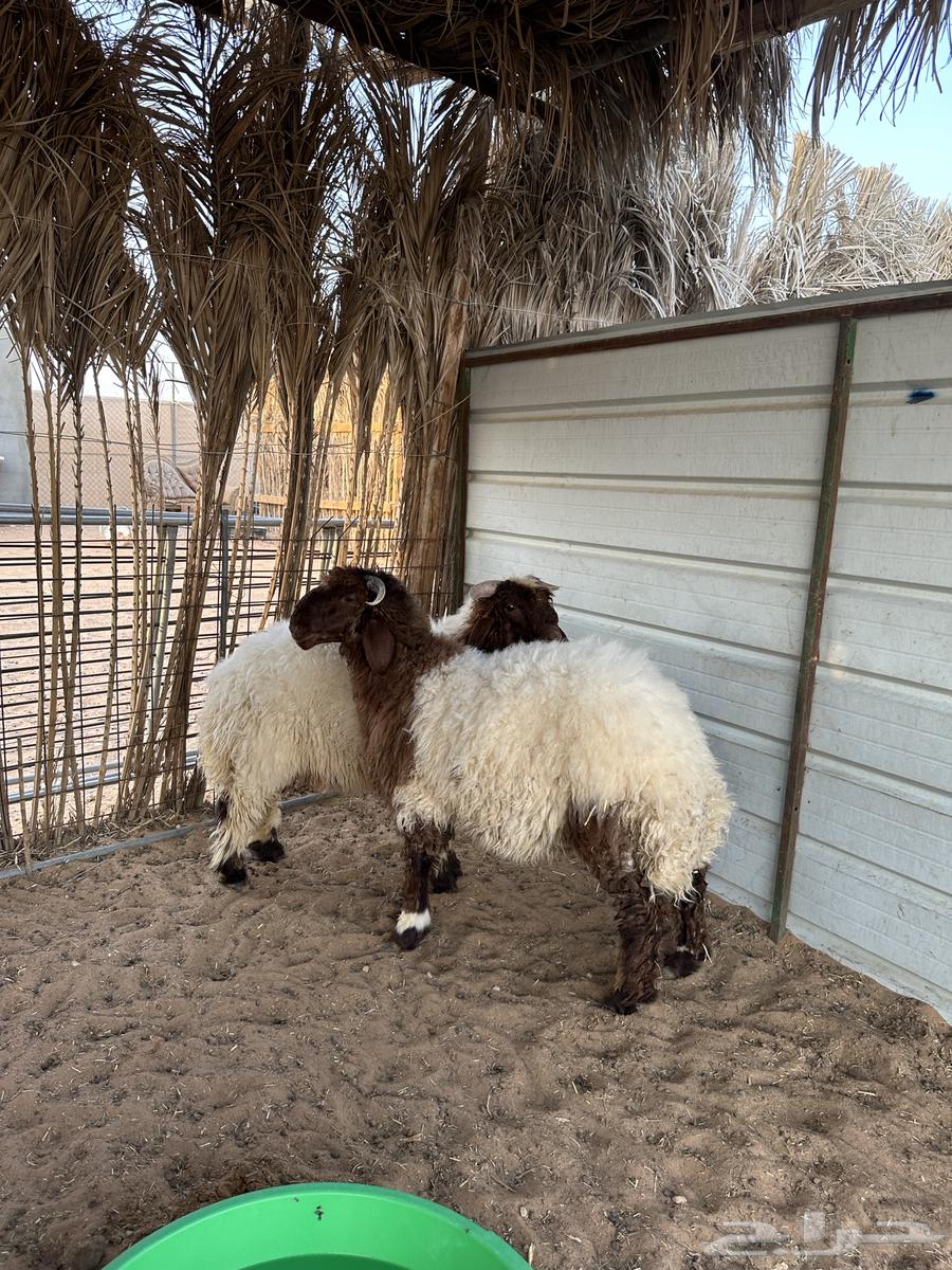 نعيم ذبايح للبيع64399842649729111