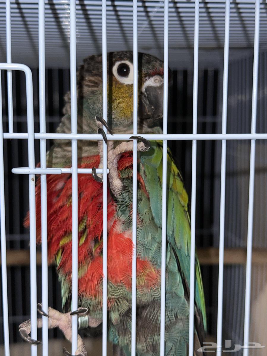 كنيور كريمسون انتاج متكلم64395255007235112