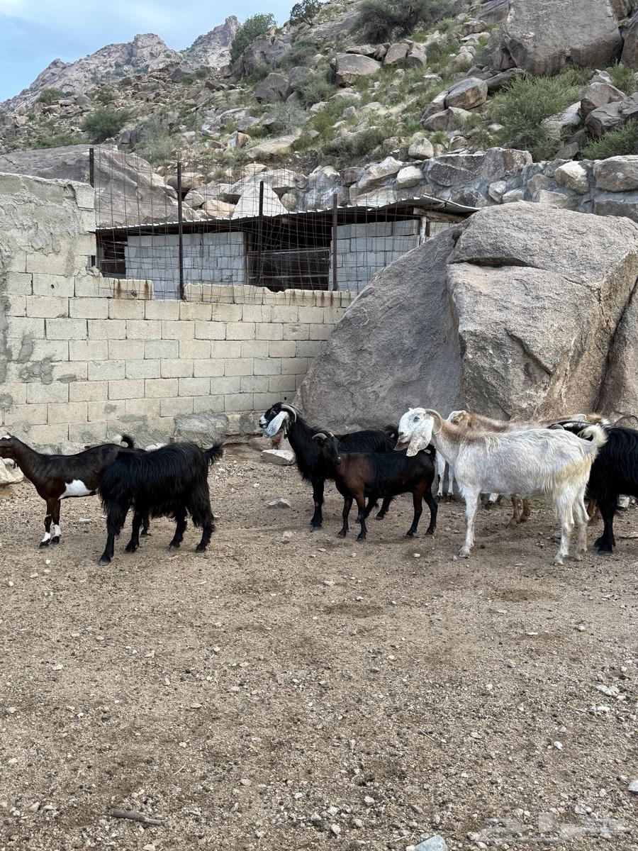 معزا بيضاء وعوارض مع جفرات كبار للبيع64400980686466113