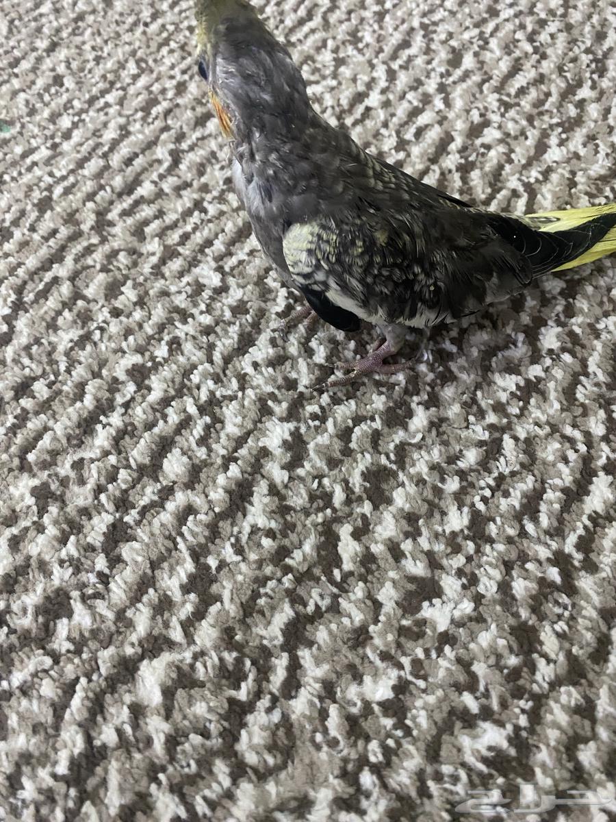 فرخ كروان مجنون غر64401077564419113