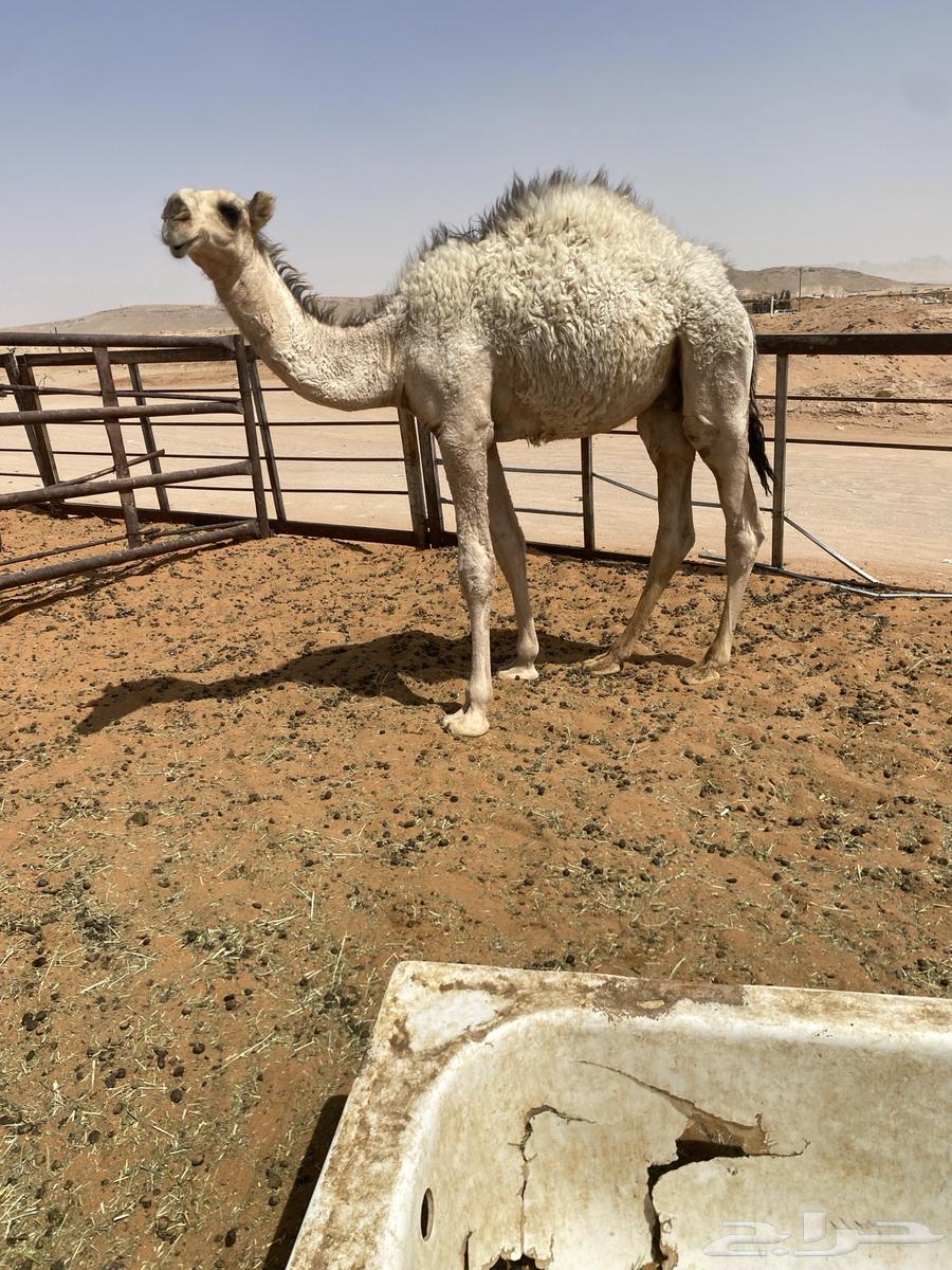 قعود قصب ناهي64396379684994110