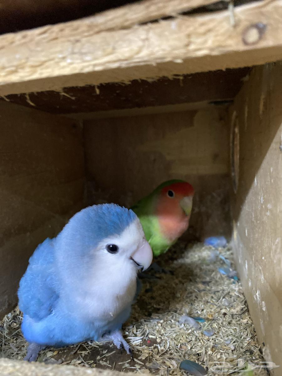 I present to you a rose pair, a talking and dancing condition product64401285923201111