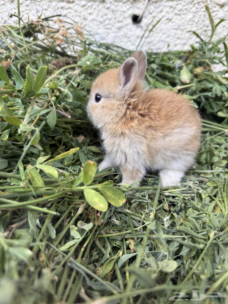 Netherland Dwarf Rabbits64392608189187114