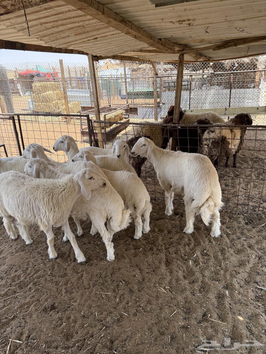 ذبايح ذبيحه حري نعيمي تيس يوجد تمارا64397561357443110