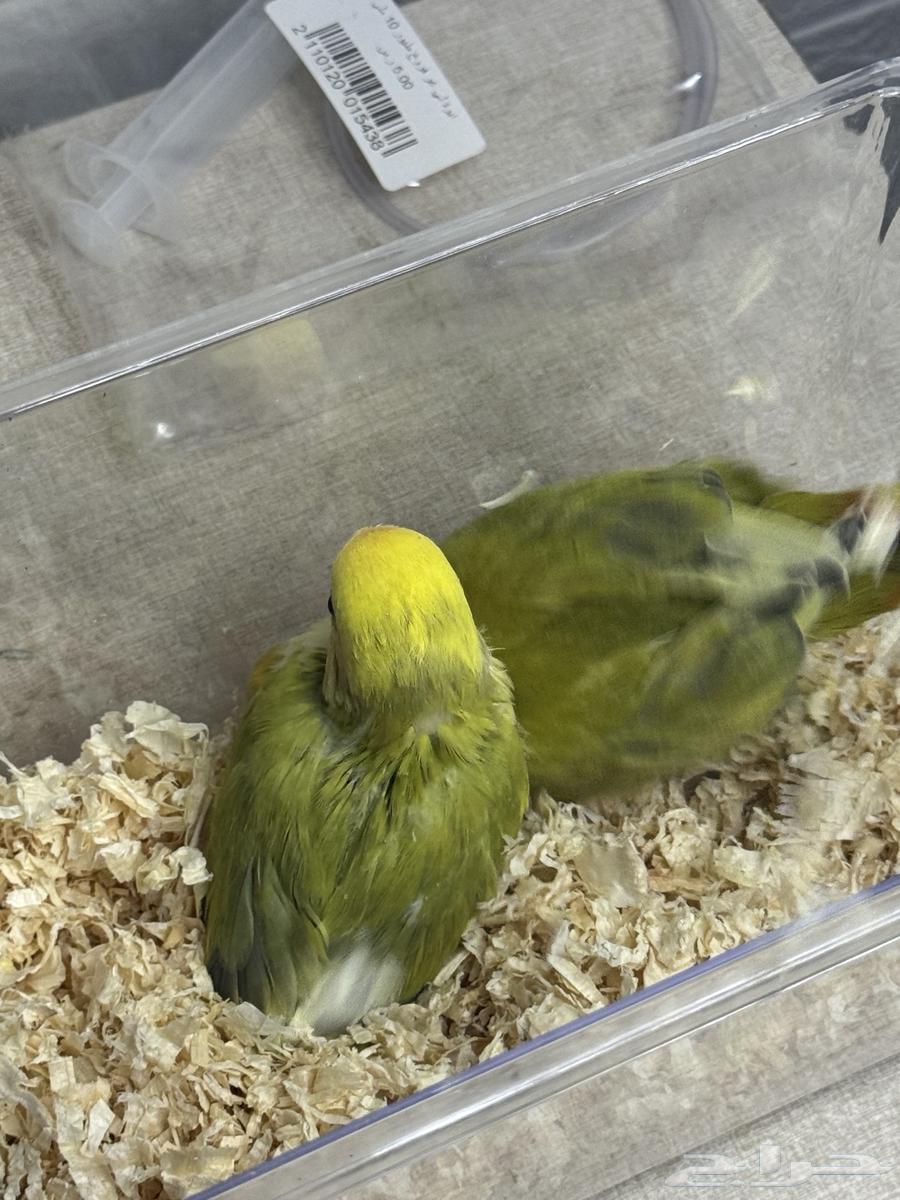 فرخ روز64396268362881112