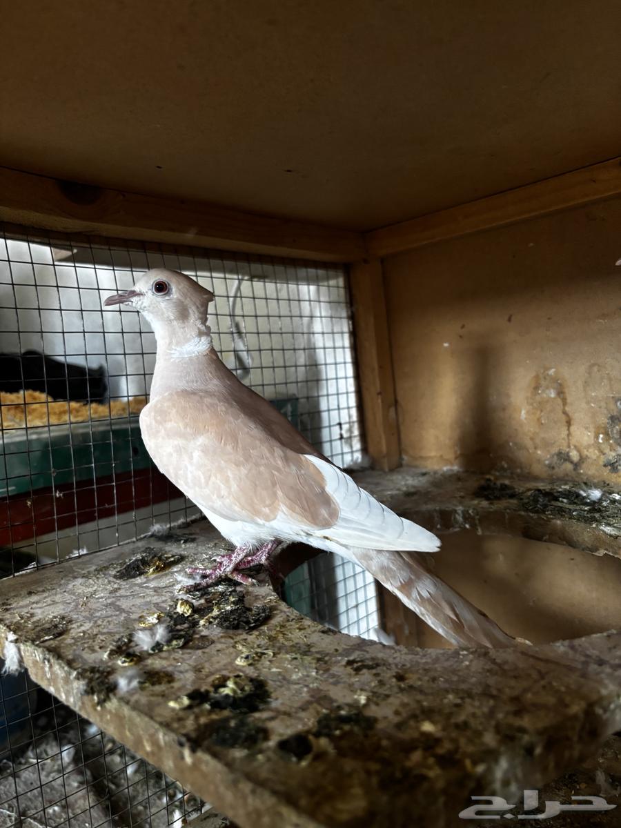 Gamari64400549529345112