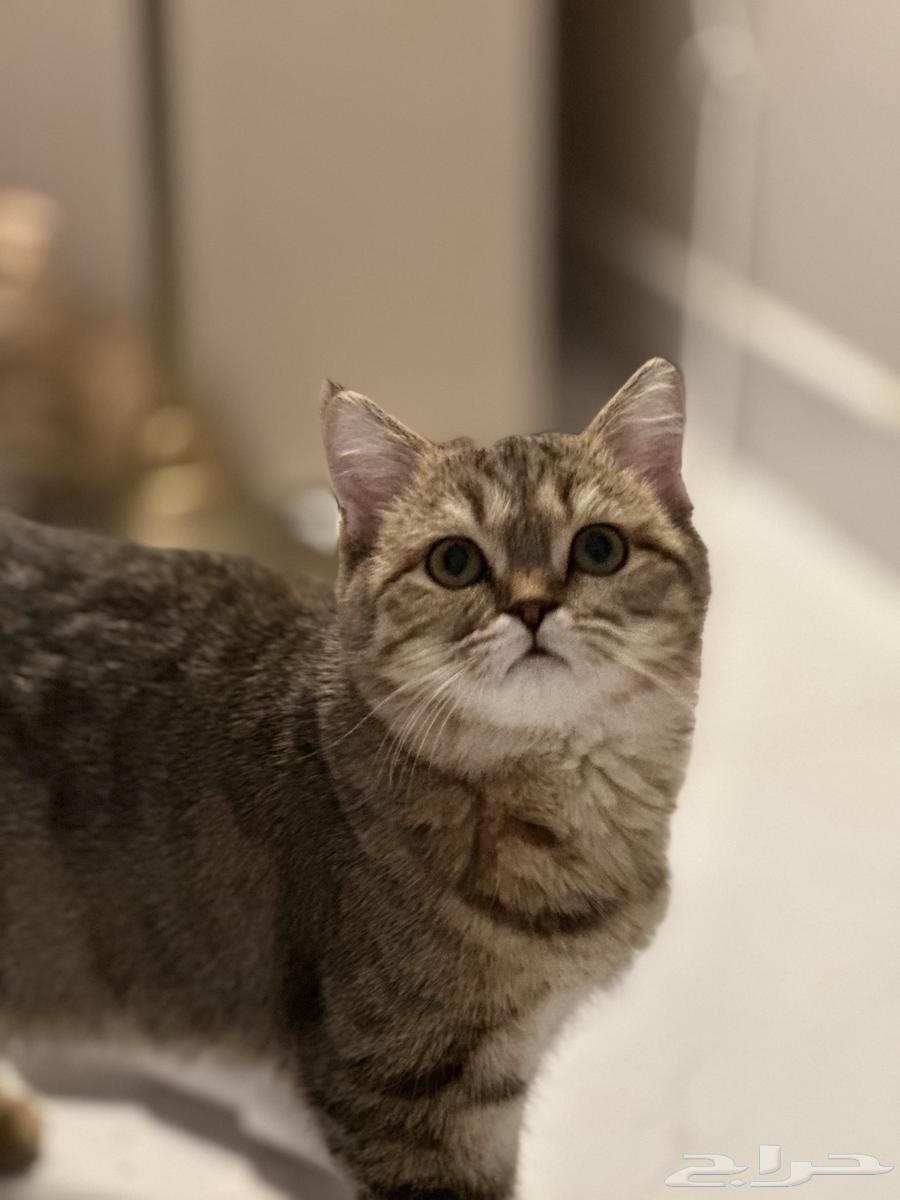 قطط سكوتش للبيع مستعجل64399271976195110