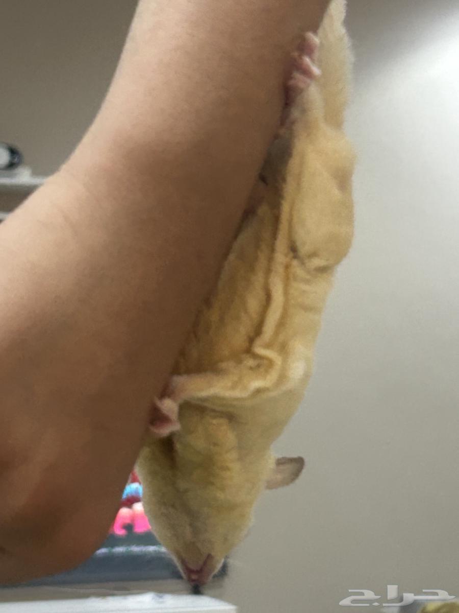 2 Flying Squirrels (Sugar Gliders) White Color64166929673217112