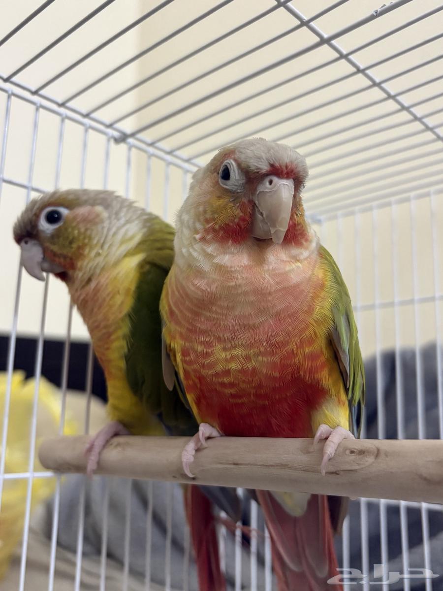 طيور كنيور العدد 2 ياليت الي بيسوم يكون عارف سعرها وشكرا64392827060482110