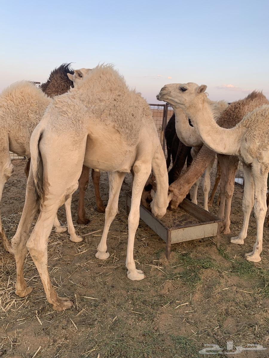 Turbia stuffing64393266102018111