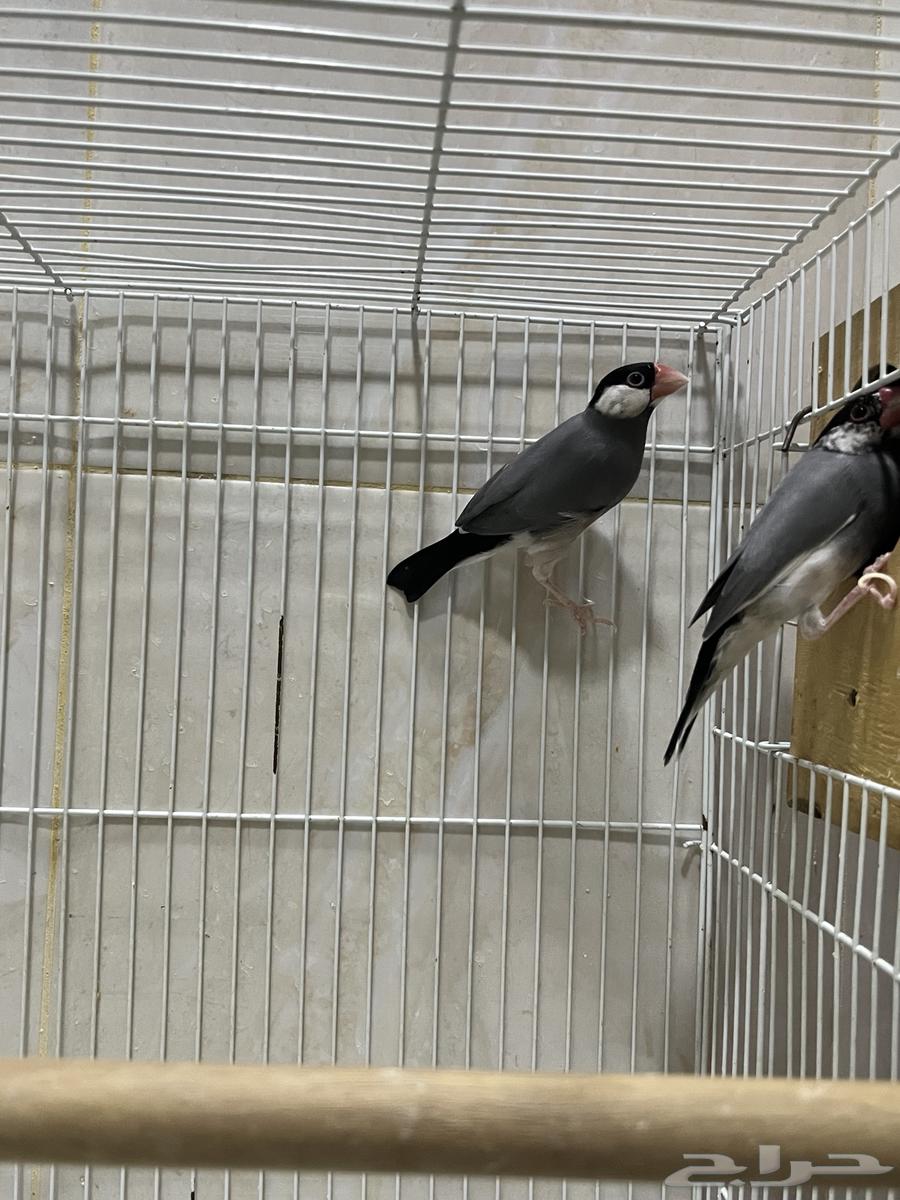 A pair of Rosy and a pair of Java birds64399216452354114