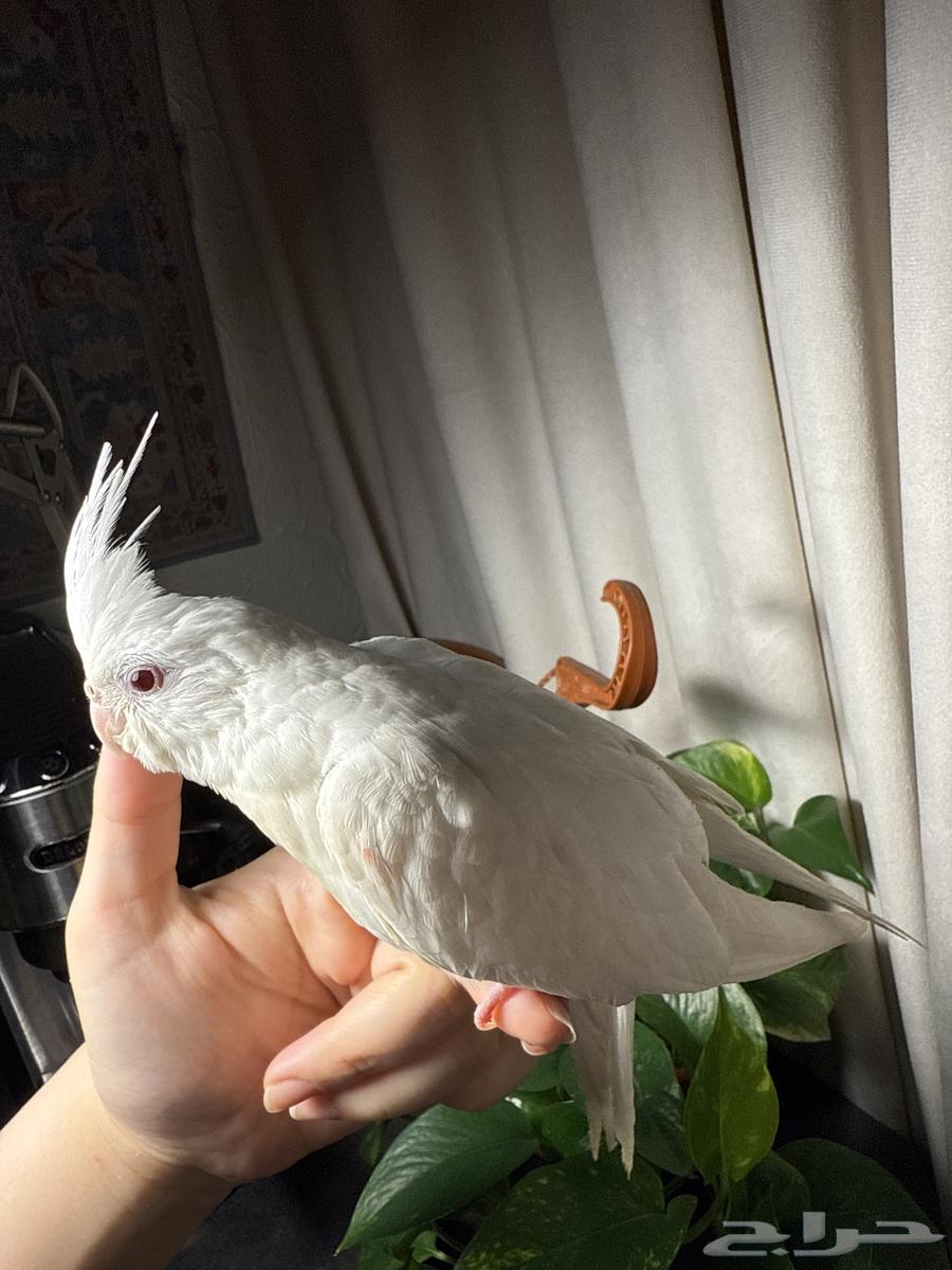 فرخ كروان البينو64379472276609110