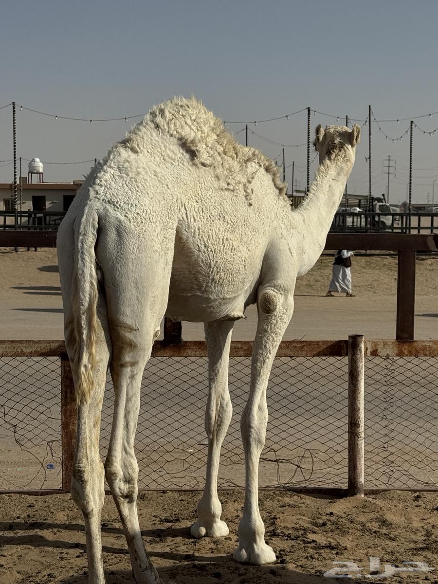 للبيع قعود طيب وبري64395895440513110