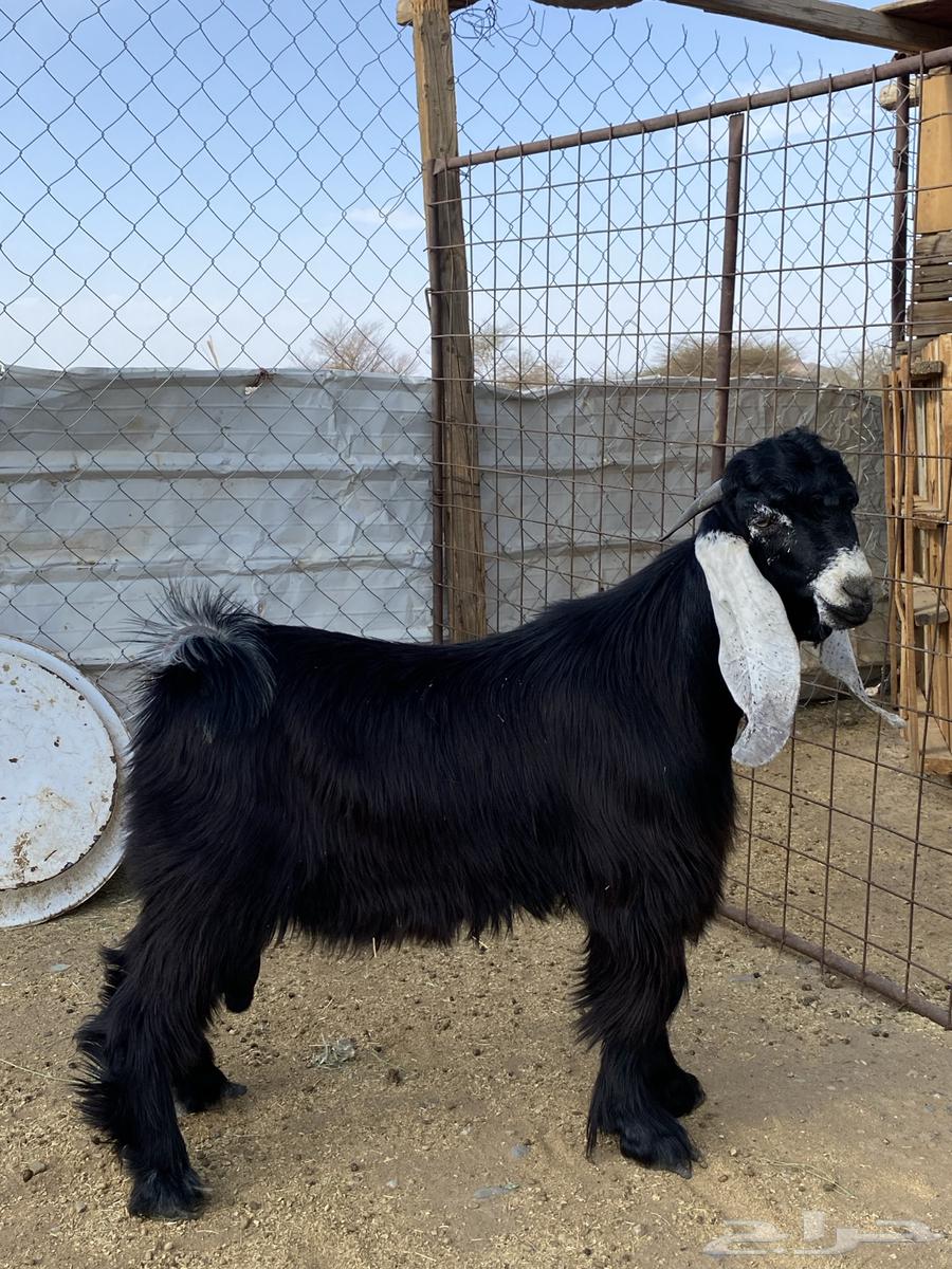 تيس عارضي صنف معرف64394468846722111