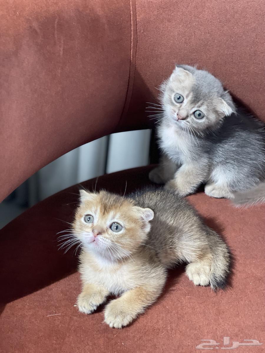 Imported kittens from locals for sale, small cats, Kitten cats for sale64405320802178111
