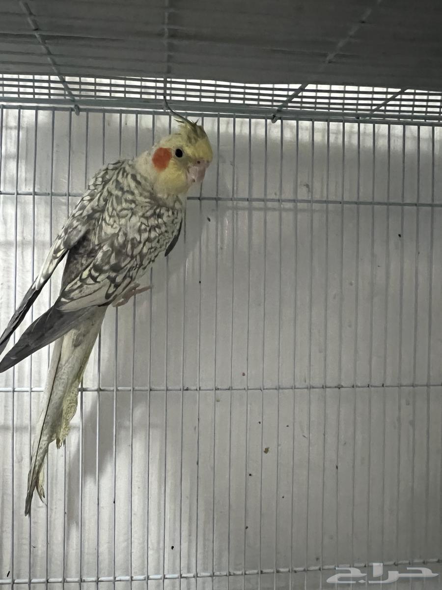 كروان للبيع64395199661442111