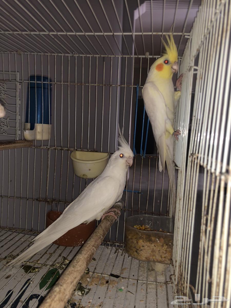 فرخ كروان لاتينو64382348978817113