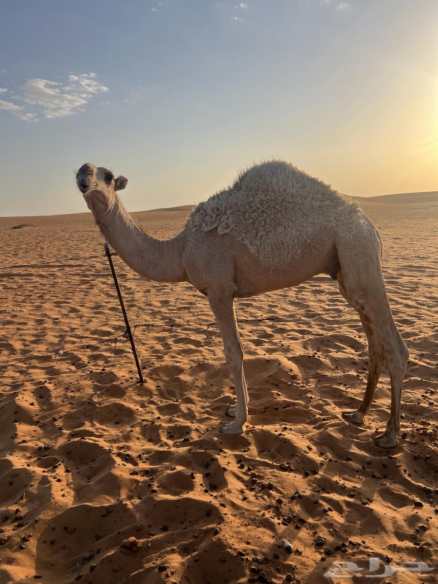 للبيع قعود قصب64400147910529110