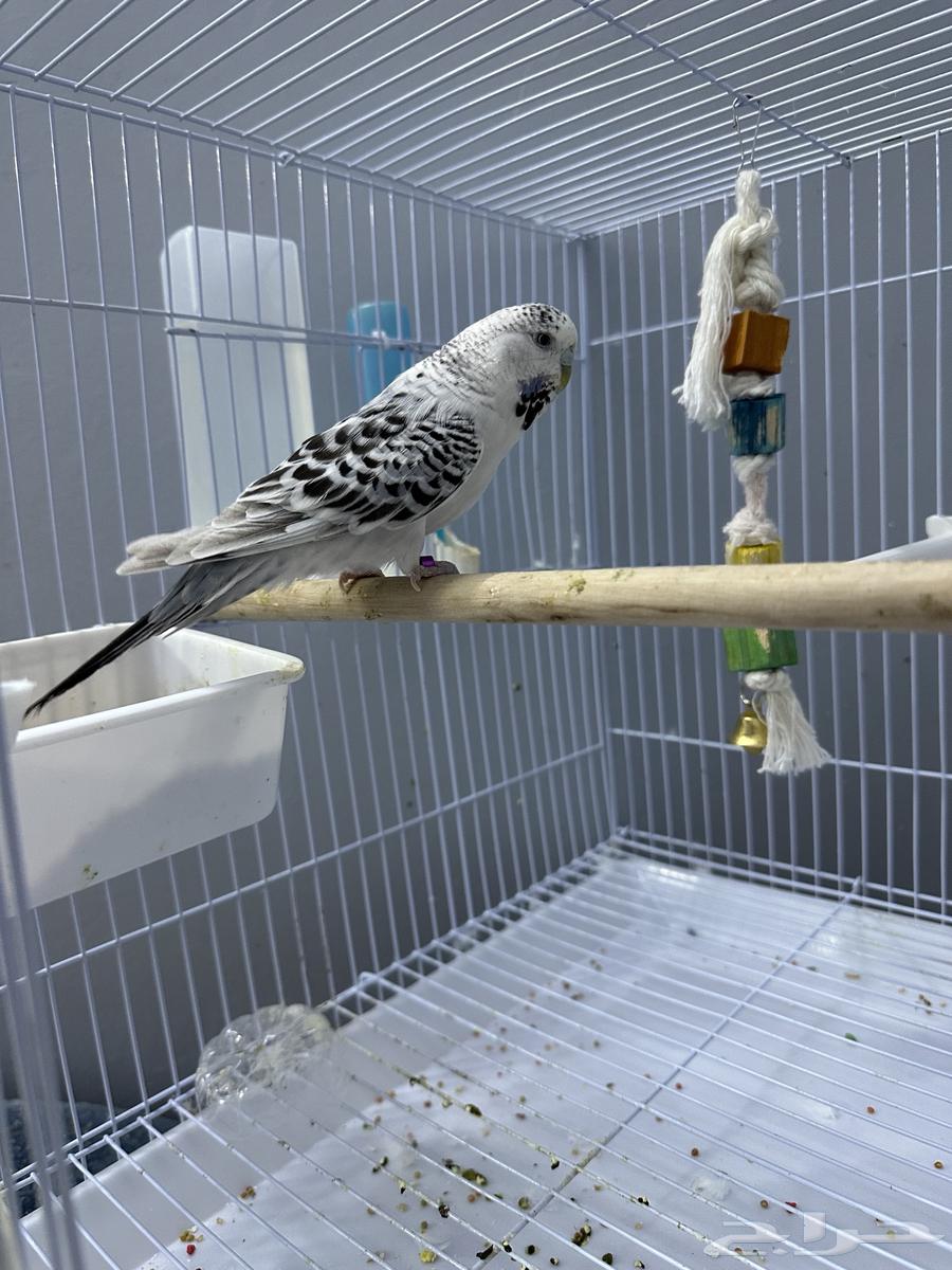 جوز بادجي هولندي64393970801794111